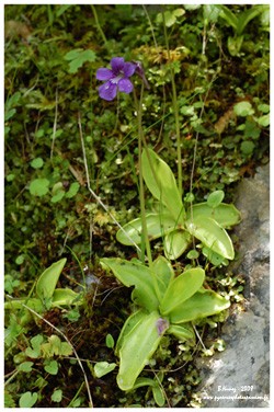 Grassette vulgaire