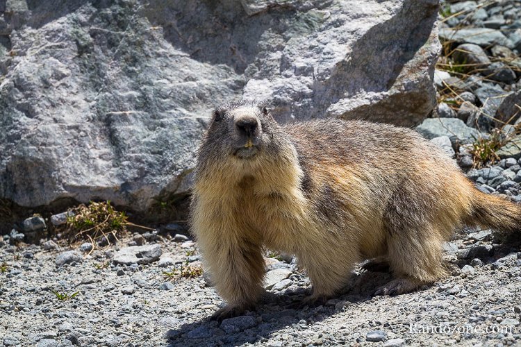Marmotte curieuse au lac du Glacier d'Arsine