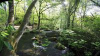 For�t de Huelgoat en Bretagne