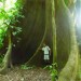 Arbre geant du Parc National Corcovado au Costa Rica