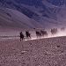 Mules