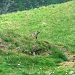 Marmottes