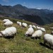 Moutons � Arlet