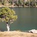 Arbre pr�s du lac d'Aumar