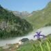 Iris des Pyr�n�es