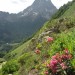 Rhododendron