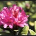 Rhododendron   ferrugineum