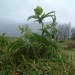 Hell�bore vert