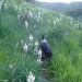Asphod�le blanc