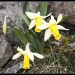 Jonquilles