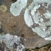 Lichen