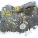 Lichen