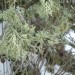 Lichen