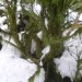 Lichen