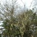 Lichen