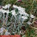  Edelweiss