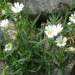 Stellaire holost�e