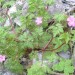 G�ranium Herbe � Robert