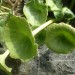Nombril de V�nus