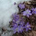 H�patique noble