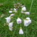 Cardamine des pr�s