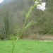 Cardamine des pr�s