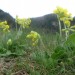 Primev�re Vraie