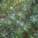 Daphn� laur�ole