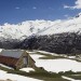 Daphn� laur�ole