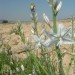 Bardenas Reales