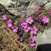 Saxifrage � feuilles oppos�es