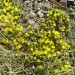 Androsace de vitaliano