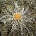 Carline � feuilles d'Acanthe
