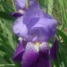 Iris des Pyr�n�es
