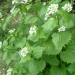 Alliaire officinale
