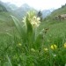 Orchis sureau