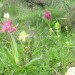 Orchis sureau