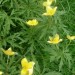An�mone fausse-renoncule