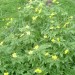 An�mone fausse-renoncule