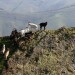Ch�vres au pic d'Irau