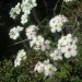 Androsace velue