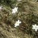 An�mone Sylvie