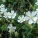 Potentille st�rile