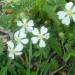 Potentille st�rile