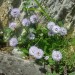 Globulaire � tige nue
