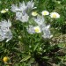 Scille � deux feuilles