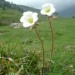 Saxifrage granul�e