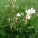 Saxifrage granul�e