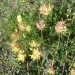 Anthyllide vuln�raire