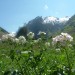 Cardamine � larges feuilles